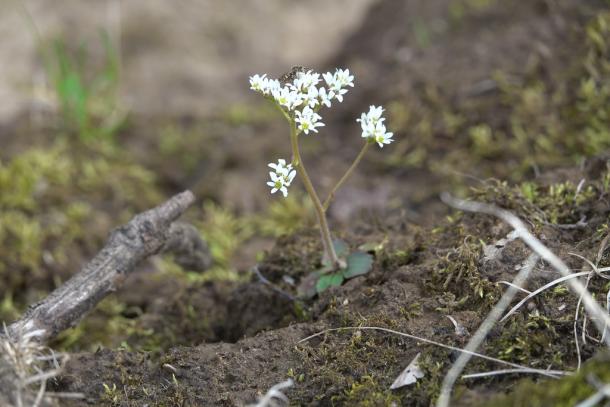 small basal leaves and white flowers in umbel