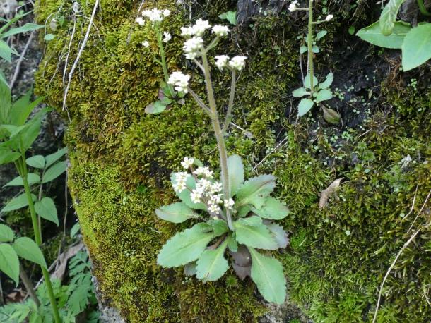 scalloped edge leaves & white flowers on mossy rock