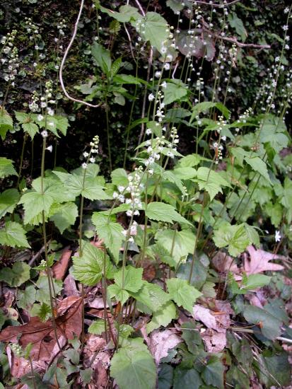 stemed basal leaves, stemless leaves on flower stalk