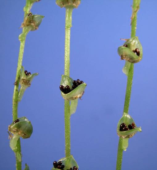 black seeds in cupped structure on stem