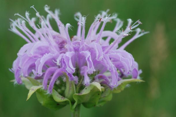 closeup of lavender flower