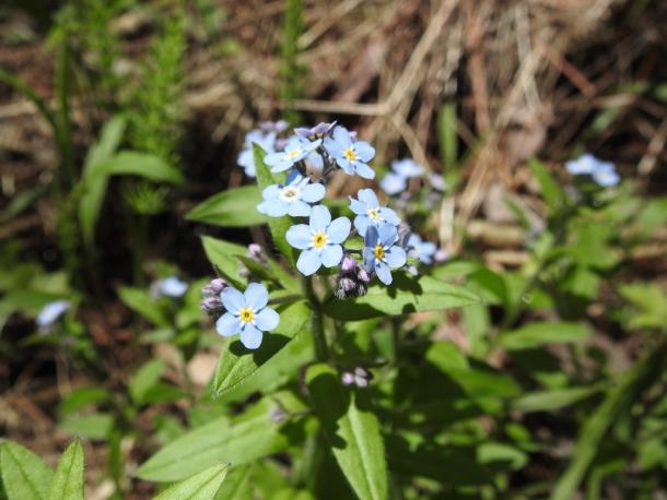 tiny blue flowers, yellow ring at center