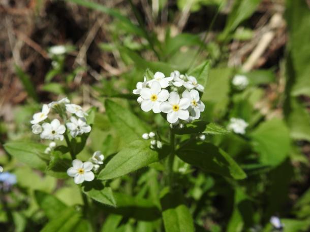 white forget-me-not flowers