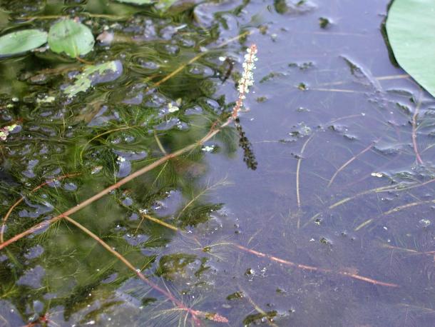 white flower on long stalk above water, frilly leaves
