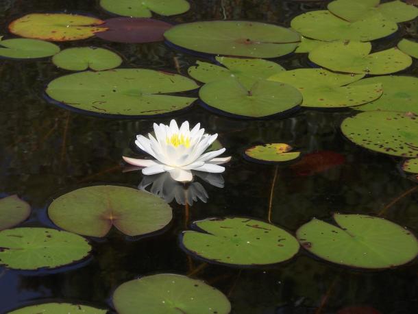 white water lily with slit rounded leaves