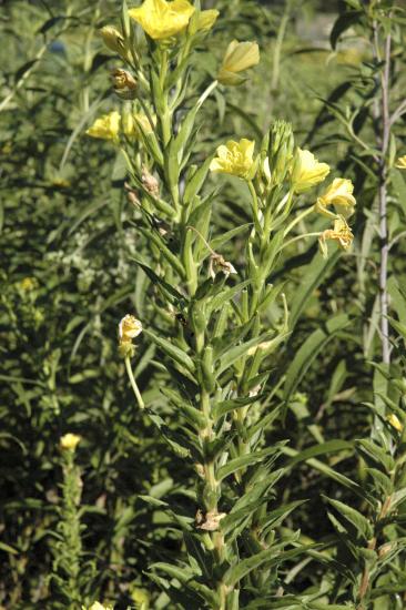 upper half of plant with yellow flowers mostly terminal