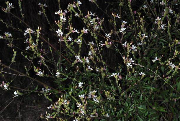 white & pink flowers