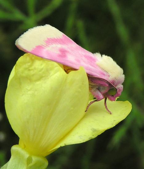 pink and yellow moth on Oenothera flower