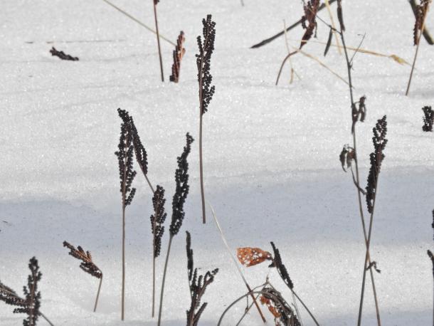 brown popsicle effect of fertile fronds in snow