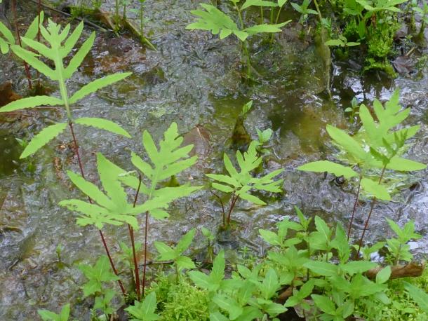 cluster of ferns by water