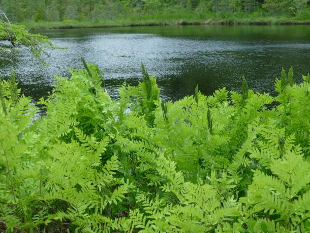 very leafy fern at water's edge