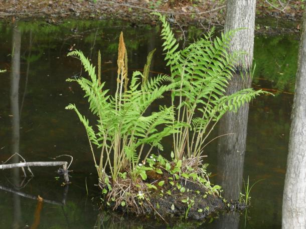 ferns on hummock in wetland