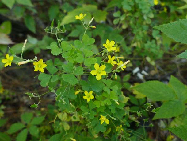 yellow clover type flowers upright stem