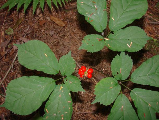 red berries centered in three compound leaves