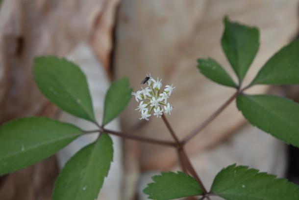 fly on umbel of white flowers