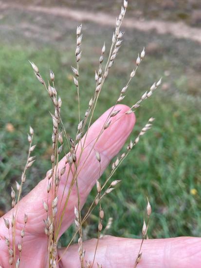 closeup of seed