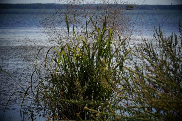 grass at edge or in water