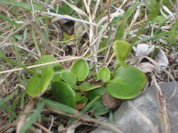 rounded basal leaves of Parnassia