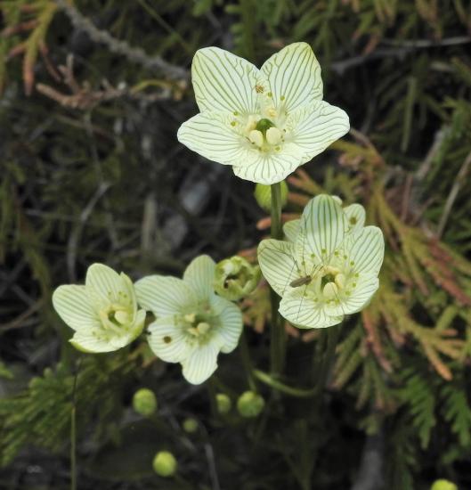 group of Parnassia flowers