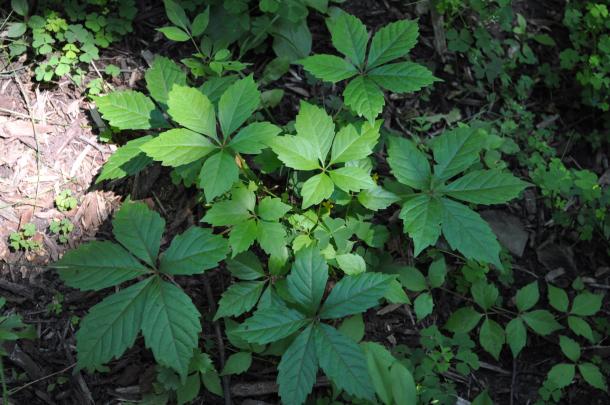 green leaves, 3- & 5-compound