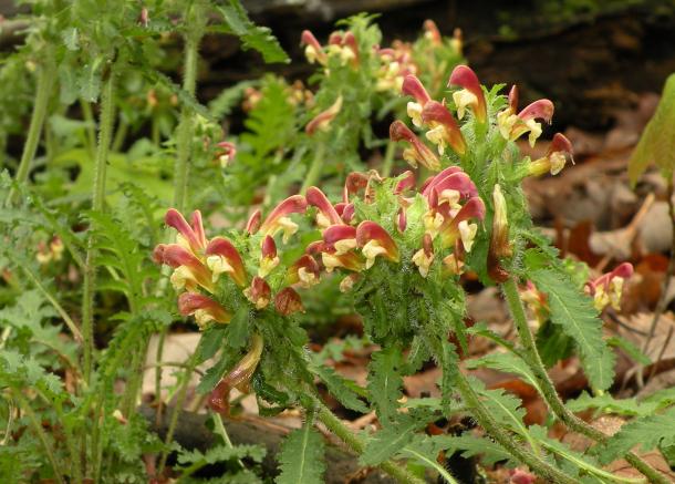 Bright red and yellow wood betony flowers