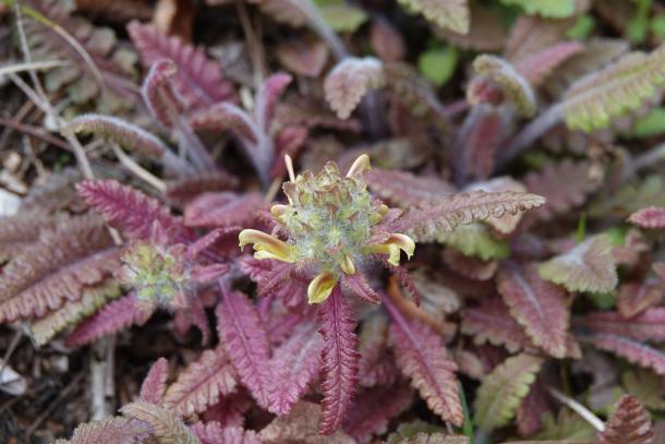 wood betony foliage can have a reddish hue