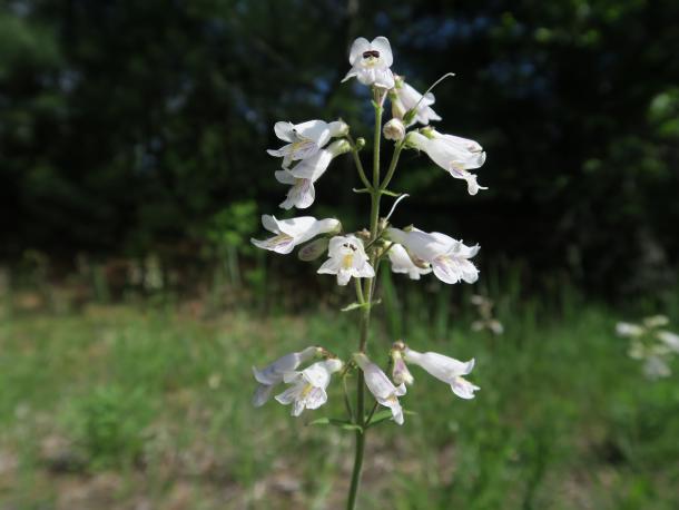 white flowers on stalk