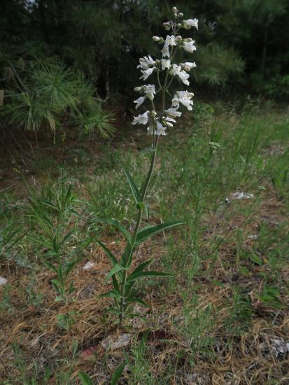 white flowers, thick pointed leaves