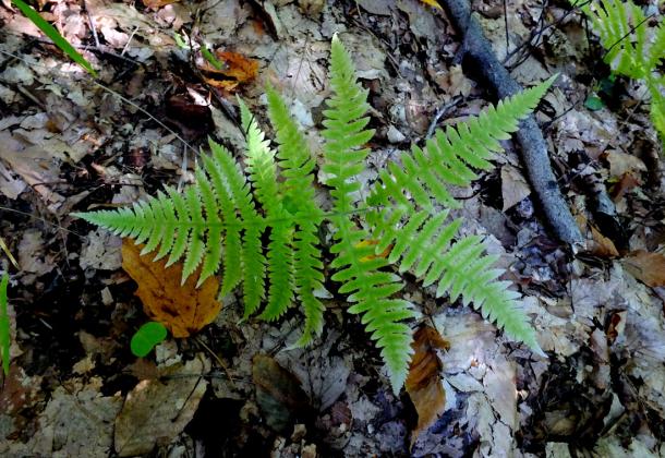 fern frond, lower leaflets angled down