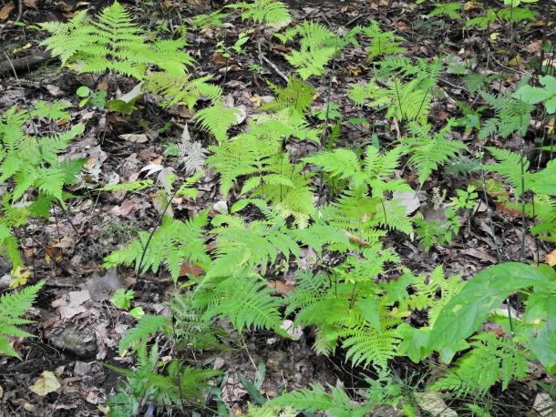individual fern fronds spaced across forest floor