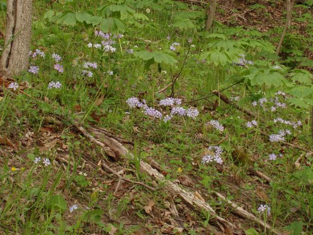 spring species in rich forest floor