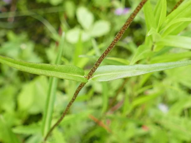 spotted stem of Phlox maculata