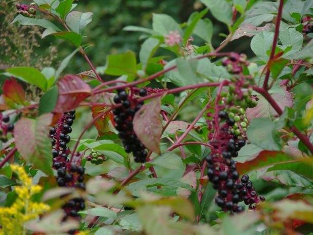 black berries, reddish leaves