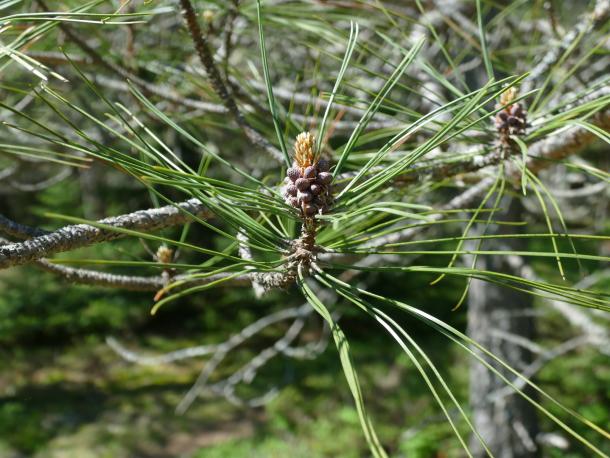 early spring growth on pine