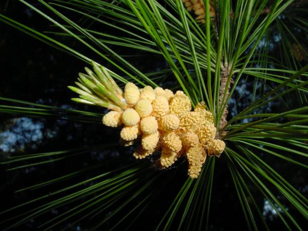 pollen bearing cones of pine