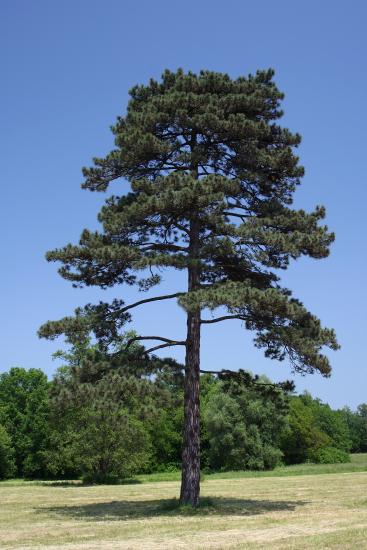 large pine tree