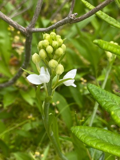 yellowish buds with opening white flowers