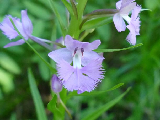 fringed lavender/rose orchid closeup