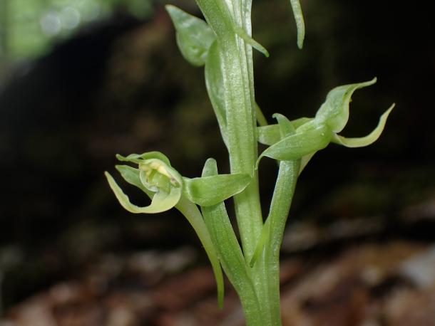 closeup of yellowish green orchid flower