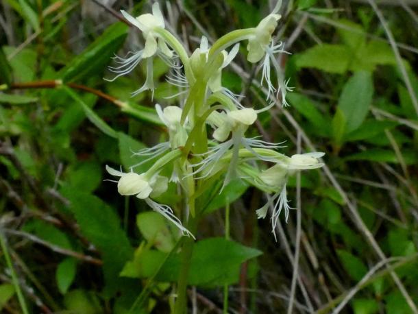 closeup white fringed orchid fl