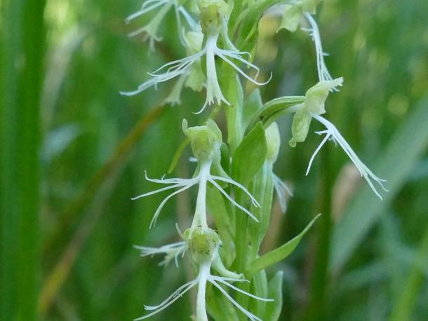 white exceedingly fringed orchid flower in raceme