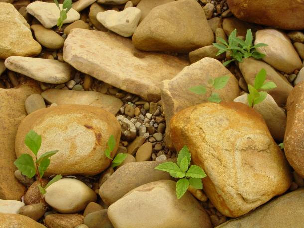 several seedlings in riverside cobbles