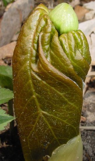 leaf curled around emerging bud