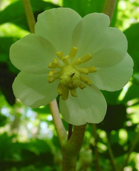 closeup of whitish flower