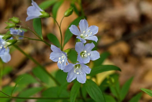 pale blue flowers, 5 petals