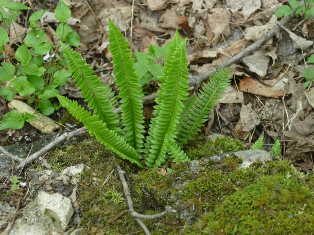 young upright holly fern