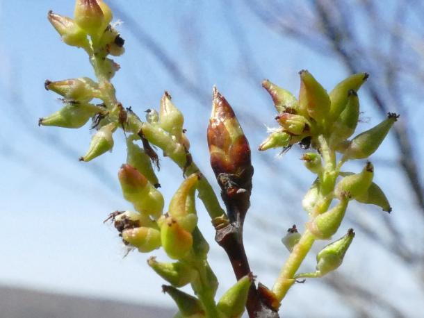 breaking spring buds of cottonwood