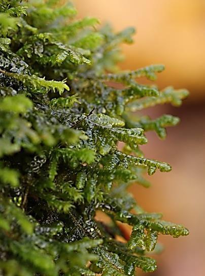 liverwort