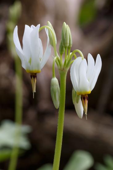 white flowered Primula meadia