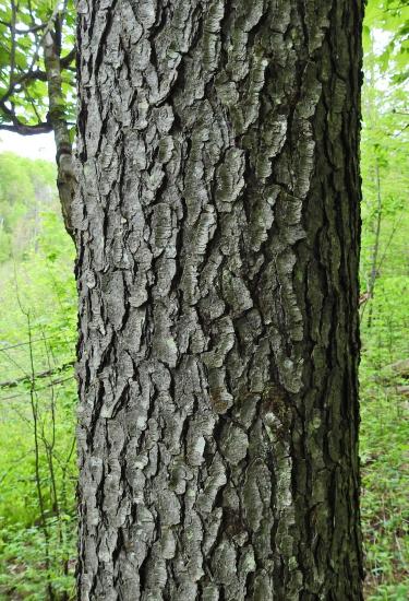 bark with furrows like plaque